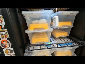 More About Incubating Ball Python Eggs 🥚 TSRR 57