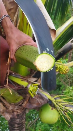 Cutting Coconut flower for organic wine making 🌹🌴 #coconut #coconutwine #coconutjuice #wine