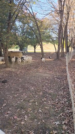 2.5K views · 59 reactions | Start your engines!  It’s time for the Dorper 500! These little lambs are built for speed and don’t mess around when it’s race time down the pasture! | Towering Oaks Farm | Facebook