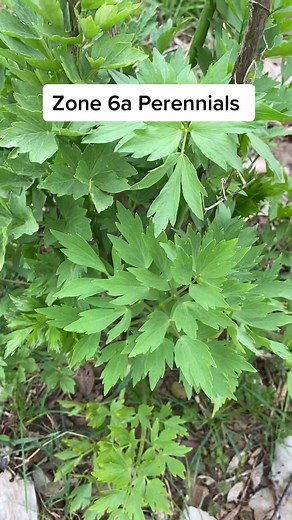 Zone 6a Perennials: Herbs, Flowers, and More!
