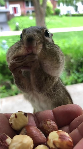 Squishy Chipmunks TikTok Story
