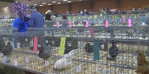 Largest Poultry Show in Texas comes to College Station