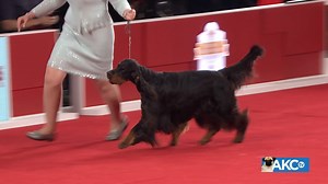 11K views · 14 reactions | The stunning coat is a glistening black, with tan markings and long hair on the ears, belly, legs, chest, and tail. Meet the Gordon Setter! | AKCtv | Facebook
