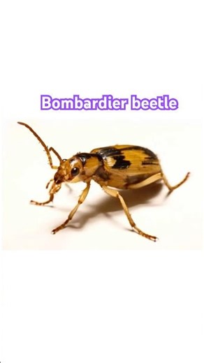 This Beetle Explodes Boiling Spray at 100°C! 🔥 #bombardierbeetle