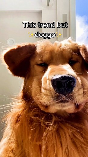 Derp Dog Memes: The Funniest Golden Retriever Moments