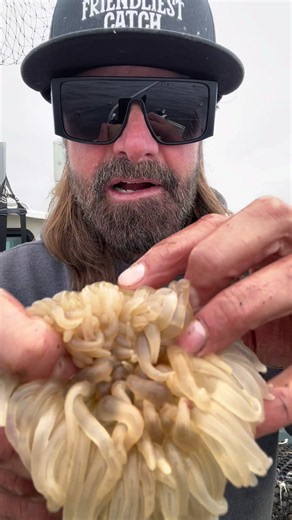 Big Sea Anemone #anemone #friendliestcatch #barnaclechronicles | sea anemone