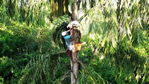 Sri Lanka’s kithul palm sap tapping tradition gets UNESCO recognition
