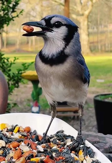 Understanding Blue Jay Behavior and Characteristics