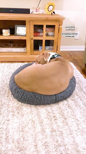 A small pup, with one huge throne 🐶🛏️ | Fluffy Animals