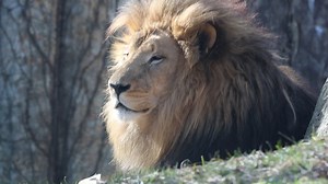Like cats everywhere, basking in the sunshine is one of Dinari's favorites. Even in winter, there's so much to see and do at Franklin Park Zoo—including visiting with our handsome lion. Here's our full list of vacation week activities: zoonewengland.org/engage/february-school-vacation-week-fpz/ | Franklin Park Zoo