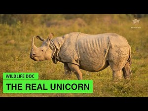 The Rarest One horned Animal, The Javan Rhinoceros Is A True Unicorn | Wildlife Documentary