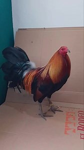 3.7K reactions · 42 shares | MacLean hatch Bull run de Osorio Farm | Osorio Farm | Facebook