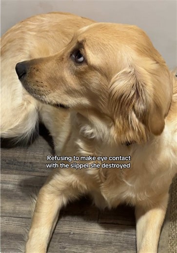 Someone was a bad girl while mom and dad went to dinner 😖 #goldenretriever #goldenretrieverpuppy #puppytiktok #puppy #dogsoftikok