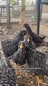 Brooder Temperature Guide