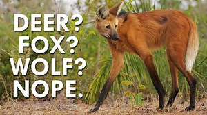 The Maned Wolf of South America looks like someone stitched together a deer, wolf and fox- it is certainly more than the sum of its parts. | Animalogic