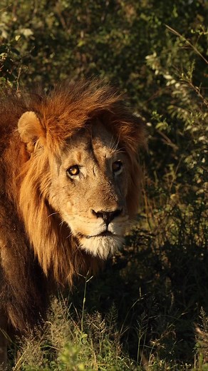 Watch the Handsome Hippo Pools Male Lion in the Kruger National Park. #lions #wildlife #lionking #Amazing #krugernationalpark | Kruger Gone Wild Safaris