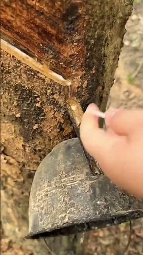 Have you ever seen this traditional rubber tapping technique that is about to disappear#Do
