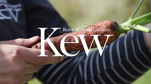 7.3K views · 606 reactions | : Step behind the scenes and unearth what grows in our Kitchen Garden ️凌 | Kew Gardens | Facebook