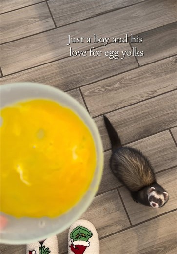 How My Ferret Communicates with Me for Food