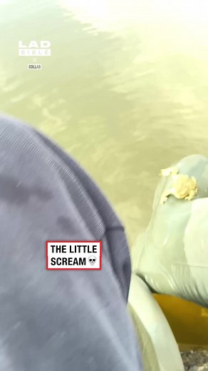 Hilarious Frog Screaming Compilation