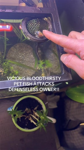 Betta Fish Attack: Owner's Shocking Experience