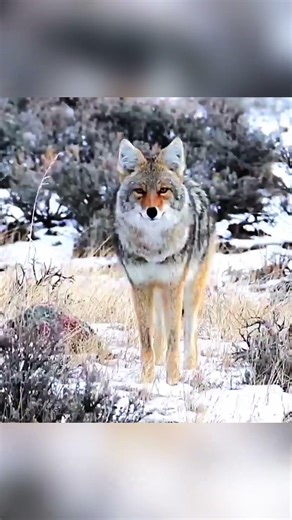 Coyote shooting long range #animalhunting #chasse #wildlife #foxhunting #bowhunting #huntingpassion