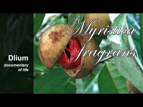 Nutmeg (Myristica fragrans) - part 1