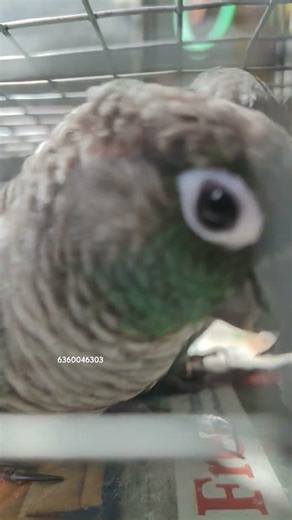 Blue Green Cheek Conure #birds #birdslovers #parrot