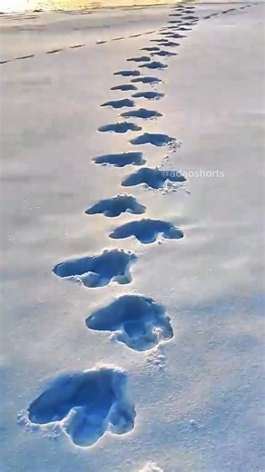 Would you follow these footprints? 😨 #Mystery #StrangeFootprints #Curiosity #ShortStory #ShortsBr...