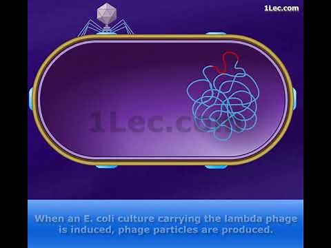 Specialized transduction by temperate phage