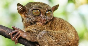 Absurd Creature of the Week: The Tiny Primate That Was Probably the Inspiration for Yoda