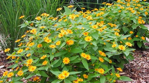 Here's your July gardening calendar, Brevard: Dig in | Sally Scalera