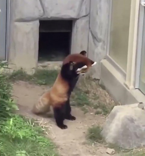 突然置かれた岩にビックリして威嚇するレッサーパンダまじで可愛すぎる
