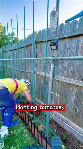 Tips on how to transplant tomato plants