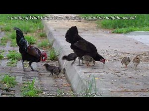 Neighbourhood WILD JUNGLE FOWL family with 7 cute baby chicks, Singapore