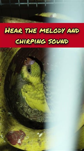 Baby Budgies Trying to Sleep 🐦 💤 soft chirping sound of parakeet for relaxation #budgies #parakeet