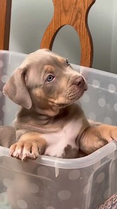 3.9K views · 7.7K reactions | Bully puppy perfection  #xlbullypuppy #puppyofinsta #americanbullypuppy | Jungle Bully Kennels | Facebook
