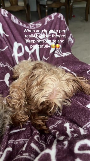 #ace #bella #yorkie #fyp