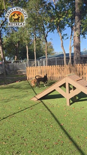 What a Well-Run Dog Boarding Day Really Looks Like