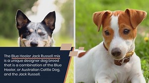 Blue Heeler and Jack Russell mix: everything about this breed