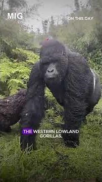 Gorilla: Endangered in Wilderness, Breeding in Captivity