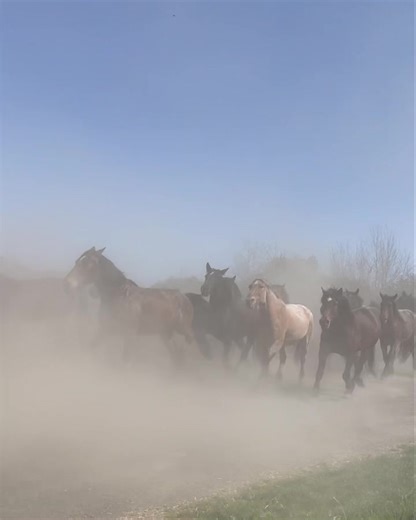 4.6K views · 52 reactions | Flying '5' Rodeo Company & Big Bend Rodeo Company on Reels | Facebook