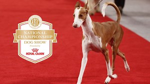 AKC National Championship Dog Show Highlights (2/13/22) - Live Stream - Watch ESPN