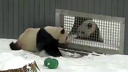 Love is in the air! 2 giant pandas at National Zoo spotted flirting