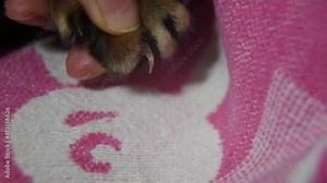 When you press on a cat's paw, sharp claws appear. A dangerous weapon of a cat