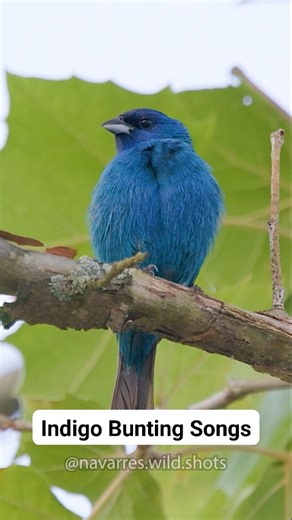 Songs of the Indigo Bunting 🐦🎶 #birdsong #birdsounds | Navarre Marshall