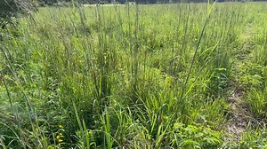 13K views · 164 reactions | Strip Discing: MDC's Aaron tells us about strip discing and how it can create diversity in habitat on your own land. Learn all about it in the video below. | Missouri Dept. of Conservation | Facebook