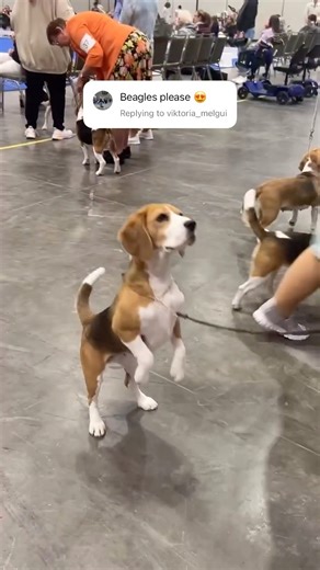 we located the Beagles for you! ✅ | American Kennel Club