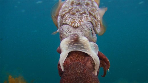 Cuttlefish Are the Ocean’s Freakiest Little Weirdos