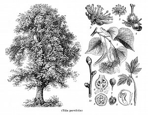 Drawing of tree Tilia parvifolia with seed and blossom Tilia cordata,...
